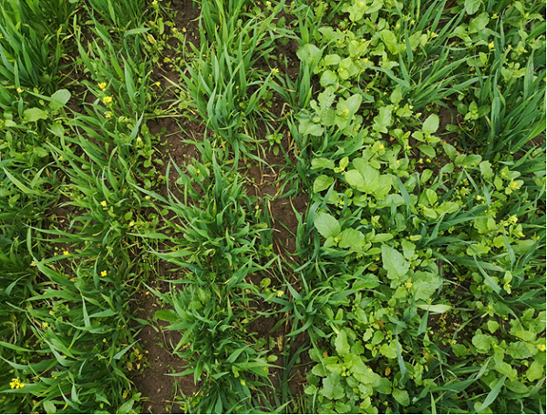 Showing the difference in weed competitiveness in winter wheat varieties.